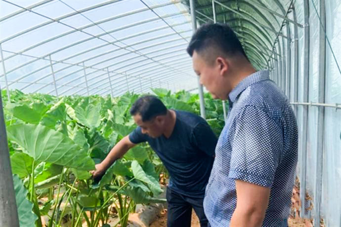 高温大棚助力农民增收