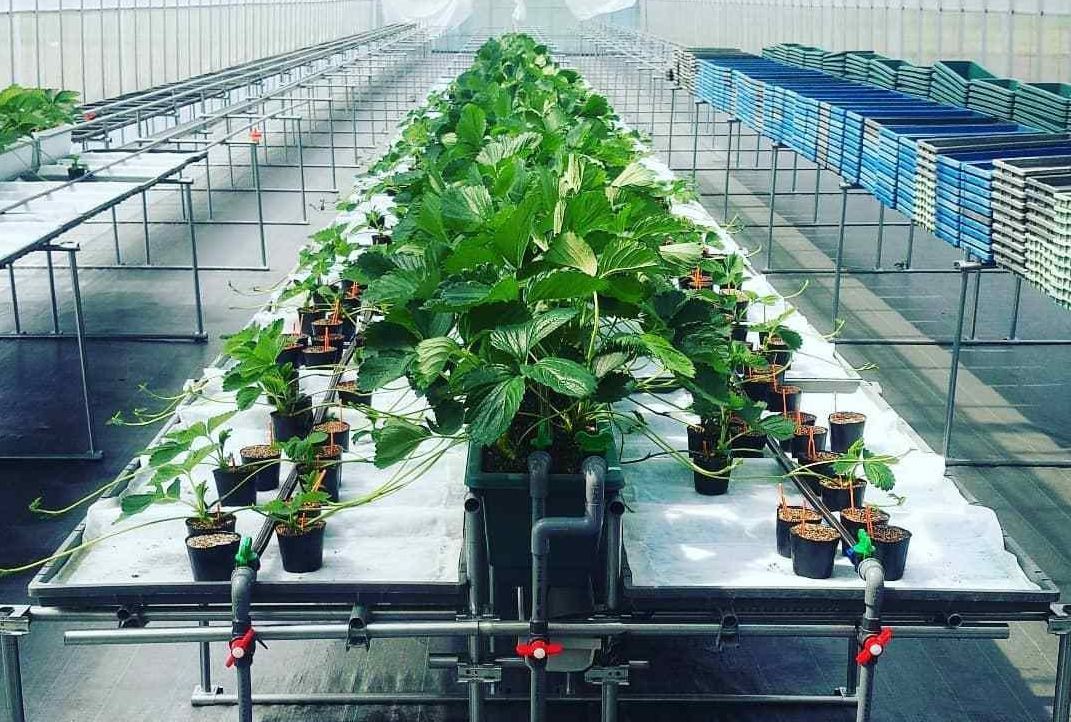 60b481b4620a4.png 60b481b4620a4.png