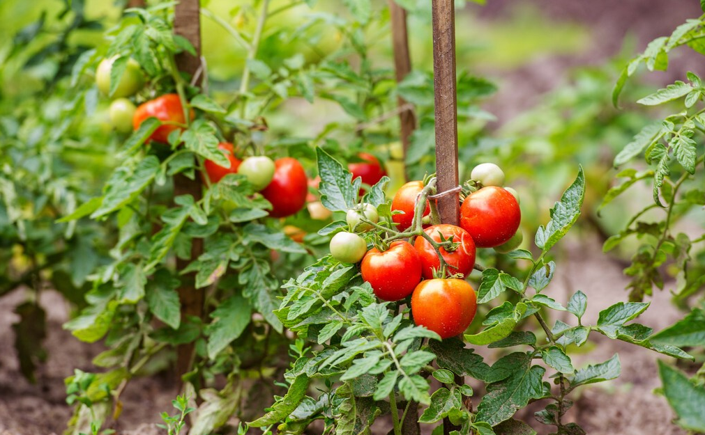 60c1685859401.png 60c1685859401.png