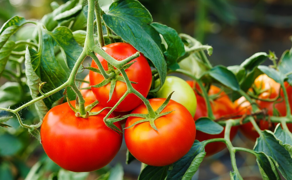 60c1687aca5a4.png 60c1687aca5a4.png