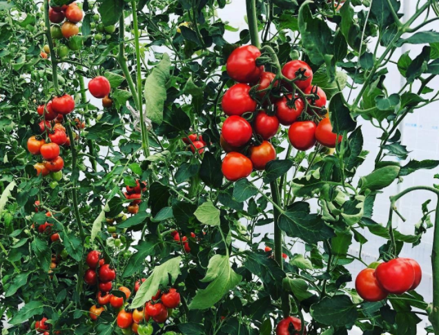 60fe1c4183864.png image.png